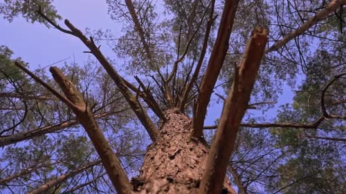 View on the Sky Through Coniferous Tree Branches