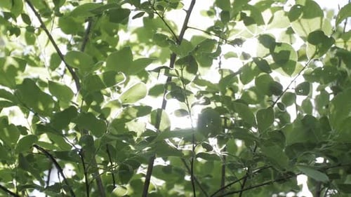 Sunlight Streaming Through Green Tree Leaves
