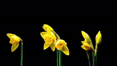 Time Lapse of Yellow Daffodils Blooming on Black