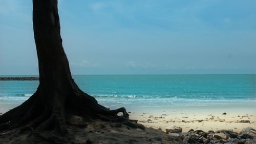 Tree On The Beach