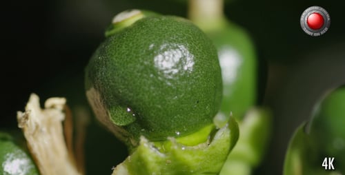 Green Peppercorns Close Up, Fresh Spice Ingredient
