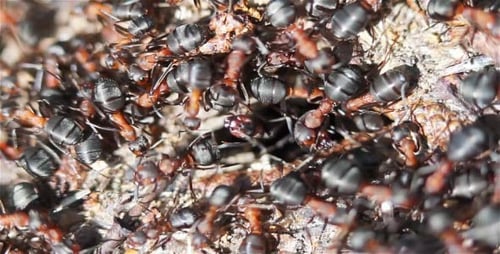 Anthill Spring