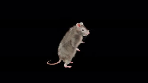 Realistic 3D Animated Rat Standing and Turning