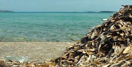 Seaweed Pile on Sandy Beach Near Ocean