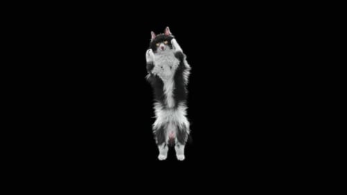 Katze jubelt HD