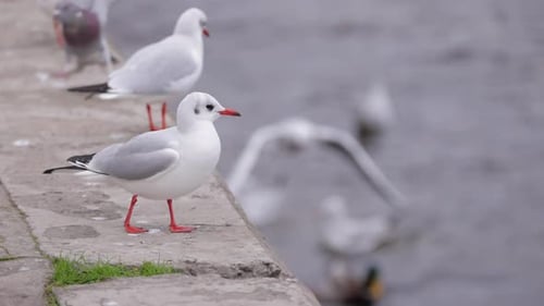 Möwen auf einem River Quay