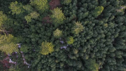 Abstract Nature