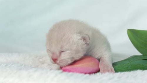 Newborn Kitten Sleeping Next to Pink Tulip