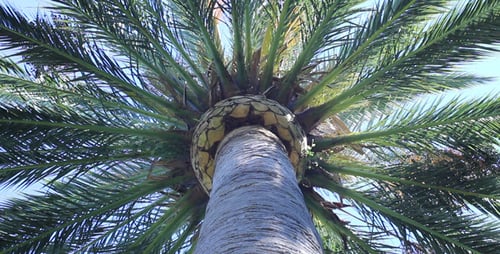 Palm Tree Viewed From Directly Below in Daylight