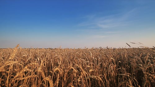 Wheat Field