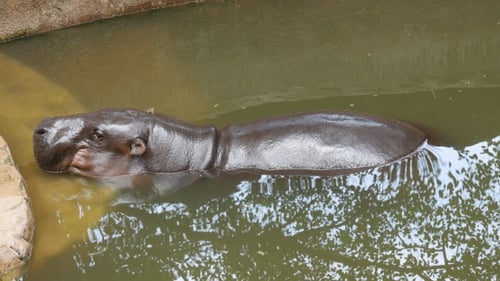 Hipopótamo en el agua