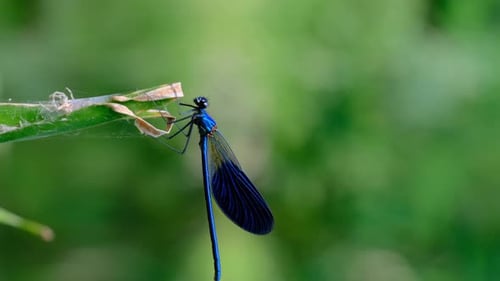 Blaue Libelle auf einem Ast in grüner Natur am Fluss Nahaufnahme