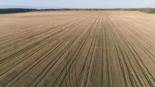 Flight Above Yellow Field Early Spring, Aerial Panoramic View