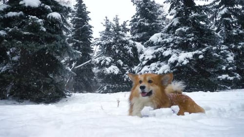 Happy Corgi Dog Lying in Snow in Winter
