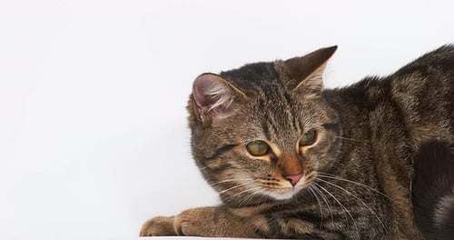 Brown Tabby Domestic Cat on White Background, Real Time 4K