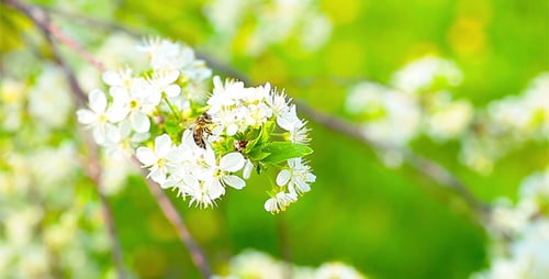 Fleurs de printemps 2