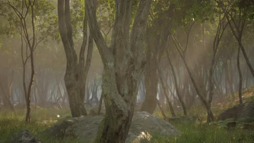 Misty Morning in the Woods with Rays of Light in the Forest