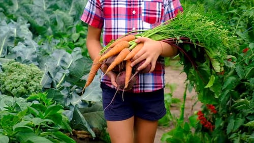 Child Holds Harvest of Carrots and Beets