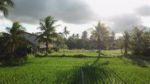 Aerial View of Tropical Rice Paddy and Palms