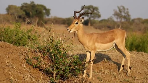 Impala-Antilope füttern - Krüger-Nationalpark