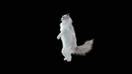 Katze Walking HD