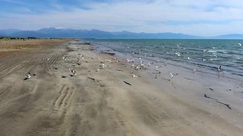 Seagulls Flying by the Sea