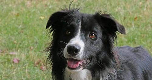Charming Border Collie Dog Posing Outdoors