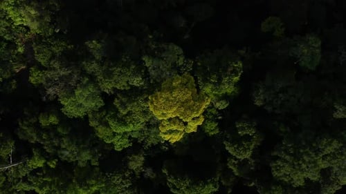 Aus den gelben Blüten eines Baumes in einem tropischen Walddach herauszoomen