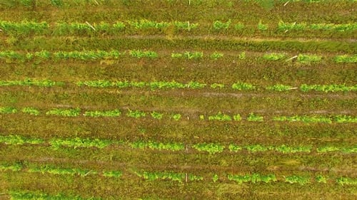 Drone flight over green vineyard in Georgian countryside, agriculture, farming