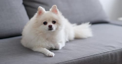 White Pomeranian Dog Resting on Gray Sofa