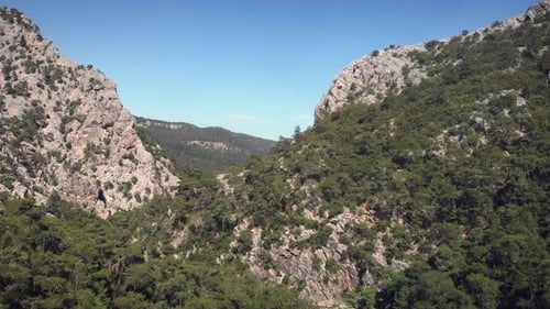 Wild pine tree forest with rocky mountains