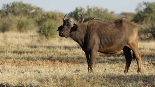 Búfalo africano con pájaro picabueyes