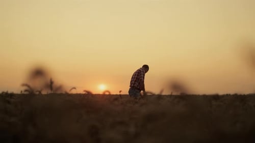 Farmer Tending Crops in Field at Sunset