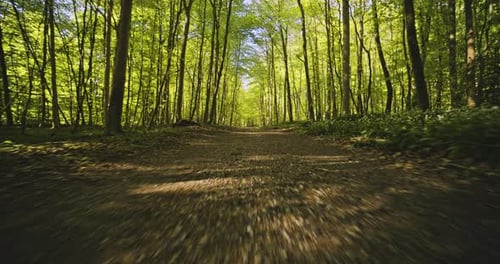 Low-Angled Dolly Shot of the Path Surrounded By Forest Woods and Trees