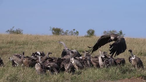 Afrikanischer Weißrückengeier, Gyps africanus, Ruppellgeier, Gyps-Rueppelli