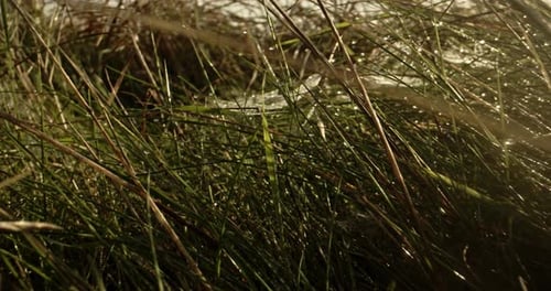 Sich im Morgenlicht durch das feuchte Gras und die Spinnweben bewegen