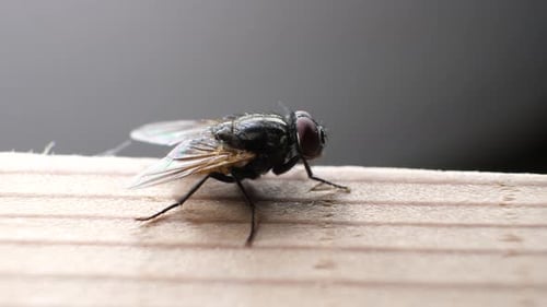 Detailed Close Up of a Fly