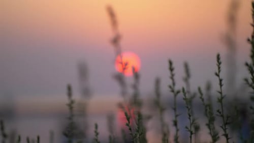 Wild Grass Silhouetted at Sunset by the Sea