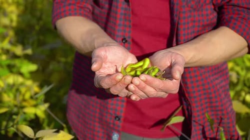 Close-up of an Agronomist with Soybean Fruits in Hands. Concept Ecology, Bio Product, Natural