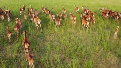 Deer Wild Animal Horse Nature Wildlife Green Roe Crowd Run