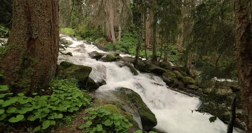Mountain River in the Wood