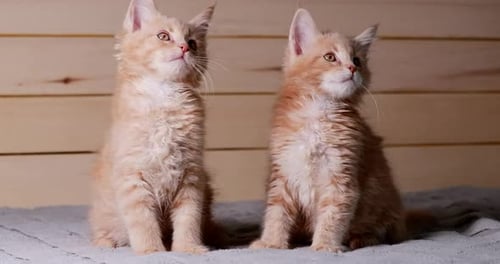 Zwei lustige neugierige junge rote und weiße Maine Coon Kätzchen Katzen zu Hause