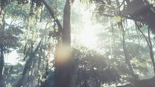 Sunlight Rays Through Lush Tropical Jungle Canopy