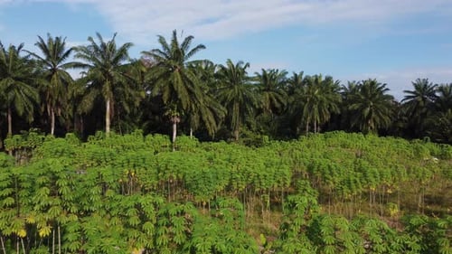Sliding move over potato farm at Malaysia.