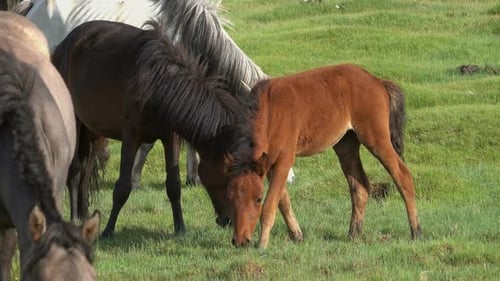 Horses with Foal Grazing in Steppe