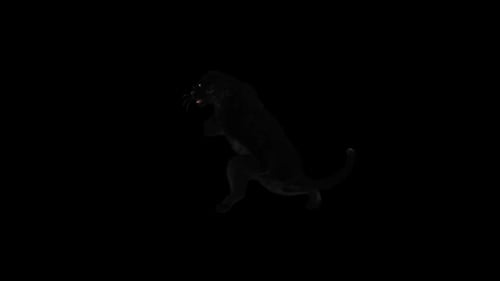 Animated Black Panther Prowling and Running Cycle