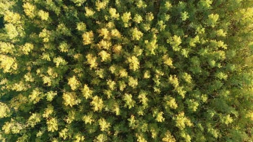 Natural environment - dense green forest of tall slender deciduous trees with yellow tops in autumn