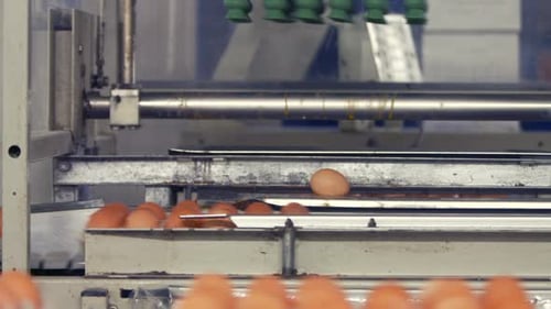 Eier bewegen sich auf der Produktionslinie