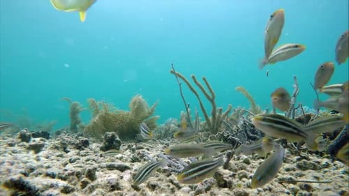 Colorful Seabed on the Coral Reef in the Caribbean Sea