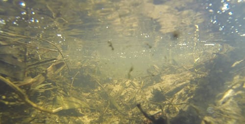 Creek